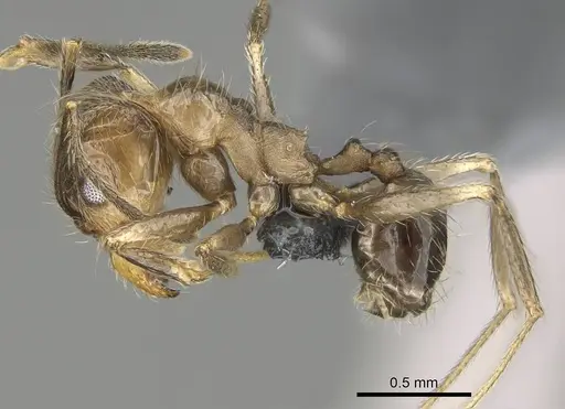 Pheidole jelskii - CASENT0729760