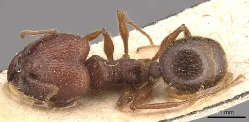 Pheidole jelskii - CASENT0904363