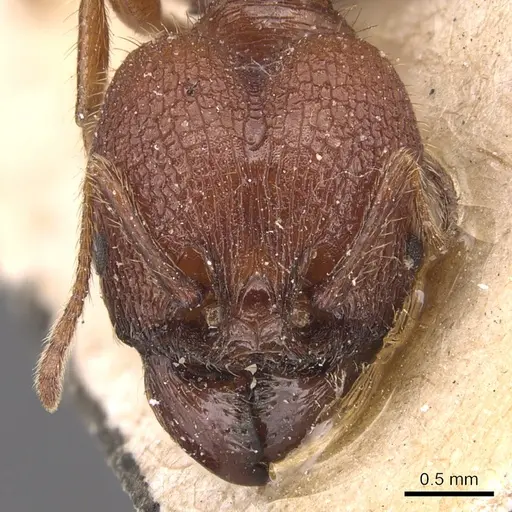 Pheidole jelskii - CASENT0904363