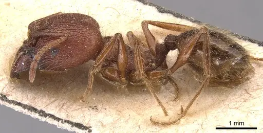 Pheidole jelskii - CASENT0904363