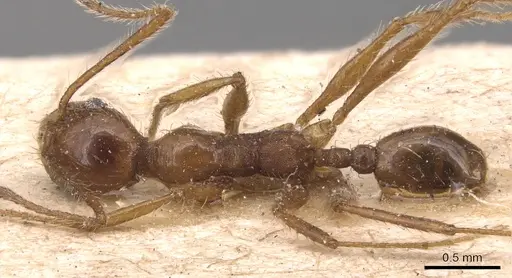 Pheidole jelskii - CASENT0904364