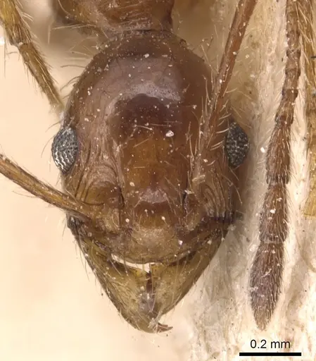 Pheidole jelskii - CASENT0904364