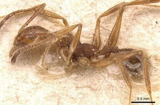 Pheidole jelskii - CASENT0904364