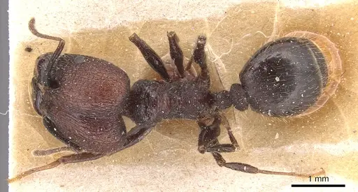 Pheidole jelskii - CASENT0904365