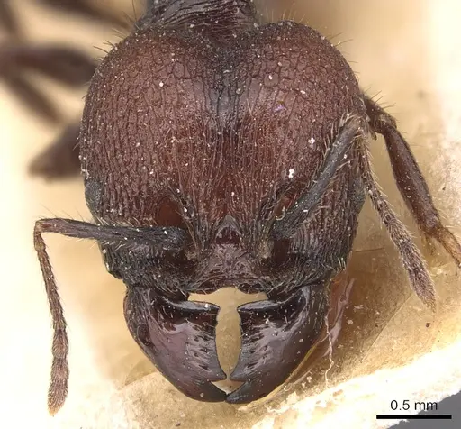 Pheidole jelskii - CASENT0904365