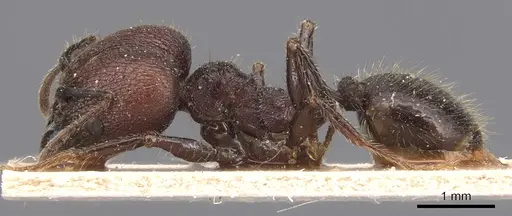 Pheidole jelskii - CASENT0904365