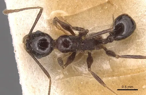 Pheidole jelskii - CASENT0904366