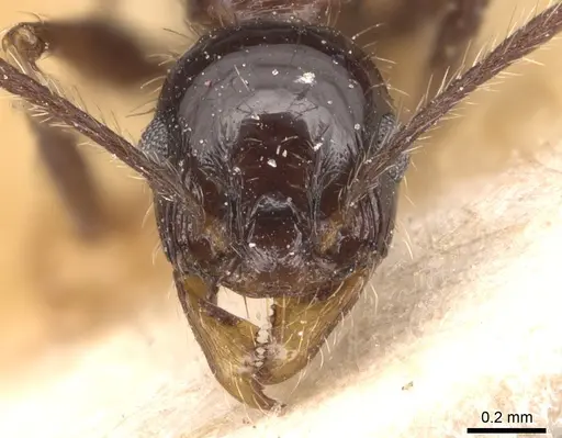 Pheidole jelskii - CASENT0904366