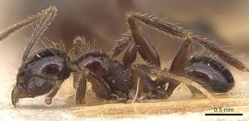 Pheidole jelskii - CASENT0904366