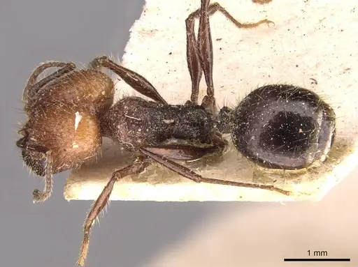 Pheidole jelskii - CASENT0908134
