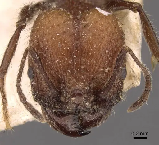 Pheidole jelskii - CASENT0908134