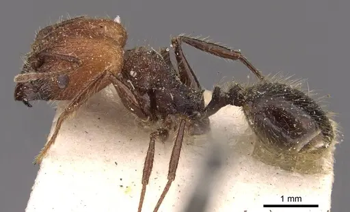 Pheidole jelskii - CASENT0908134