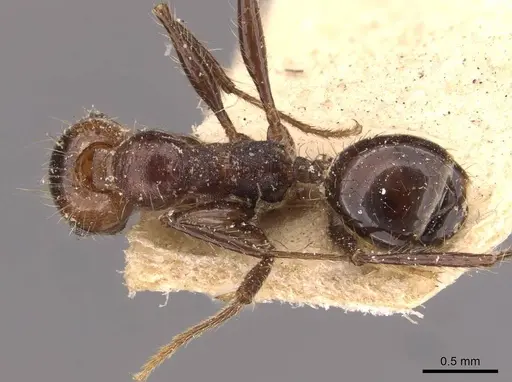 Pheidole jelskii - CASENT0908135