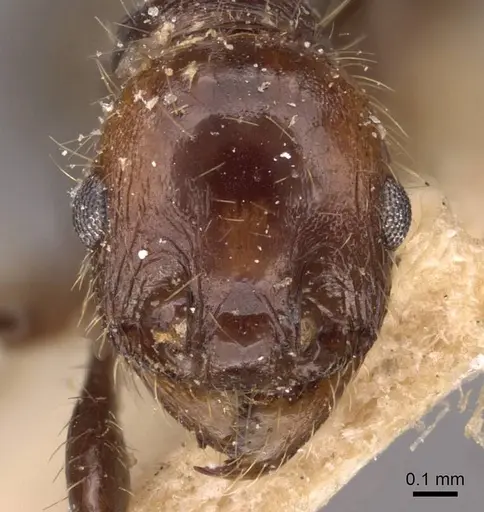 Pheidole jelskii - CASENT0908135
