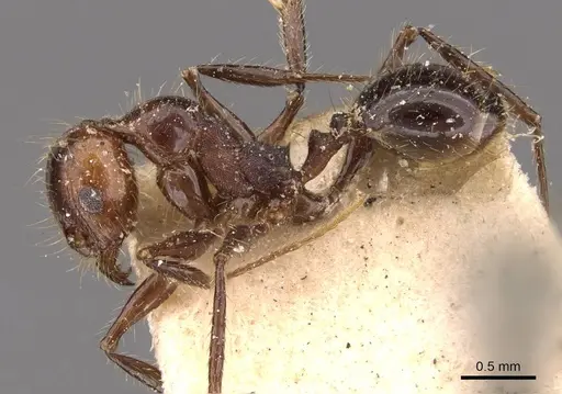 Pheidole jelskii - CASENT0908135