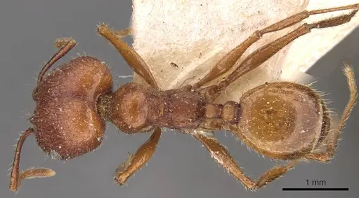 Pheidole jelskii - CASENT0908138