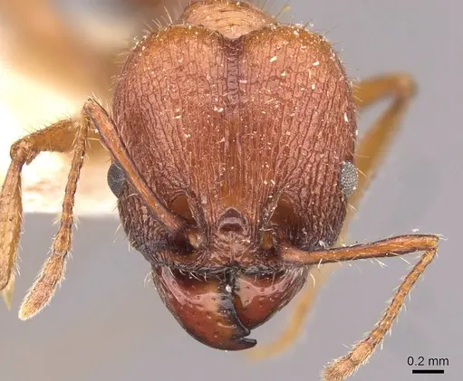 Pheidole jelskii - CASENT0908138