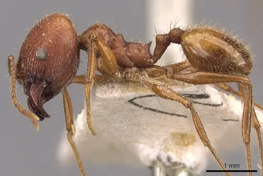 Pheidole jelskii - CASENT0908138