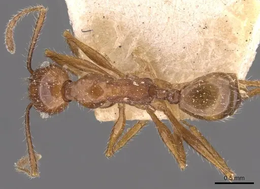 Pheidole jelskii - CASENT0908139