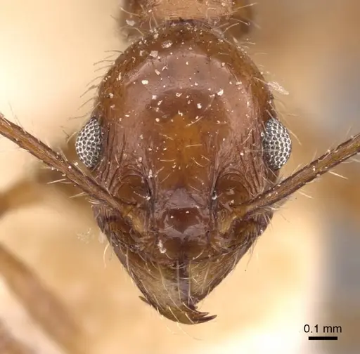 Pheidole jelskii - CASENT0908139