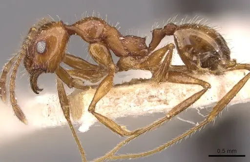 Pheidole jelskii - CASENT0908139