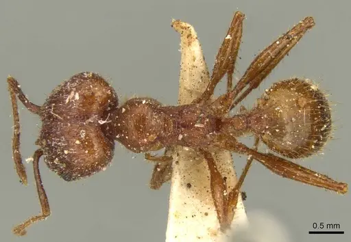 Pheidole jelskii - CASENT0916061