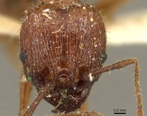 Pheidole jelskii - CASENT0916061