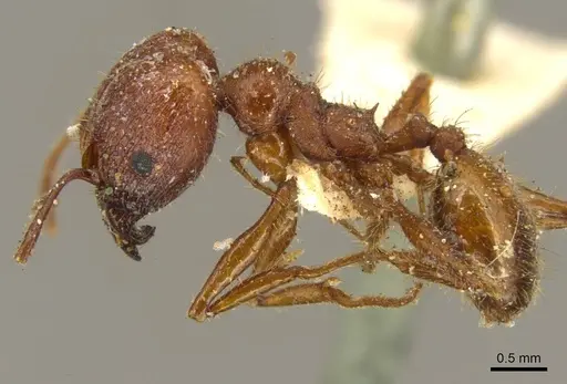 Pheidole jelskii - CASENT0916061