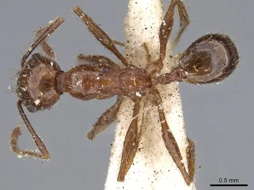 Pheidole jelskii - CASENT0919781