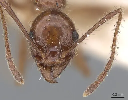 Pheidole jelskii - CASENT0919781