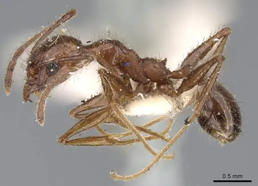 Pheidole jelskii - CASENT0919781