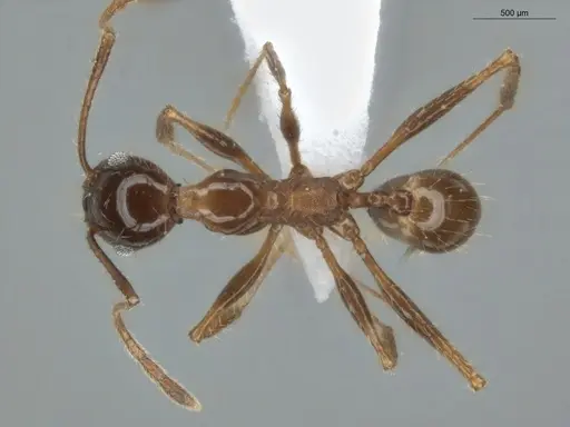 Pheidole jelskii - ECOFOG-OI17-0005-07