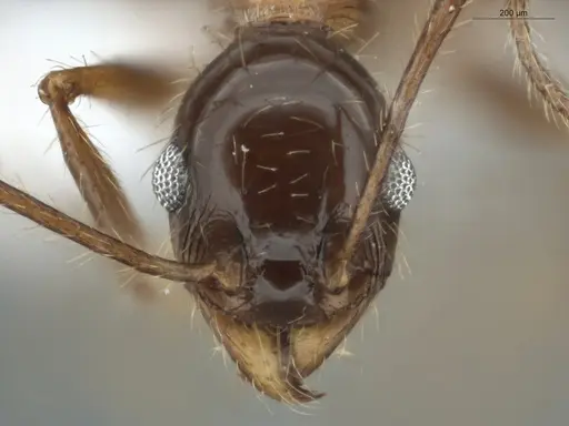 Pheidole jelskii - ECOFOG-OI17-0005-07