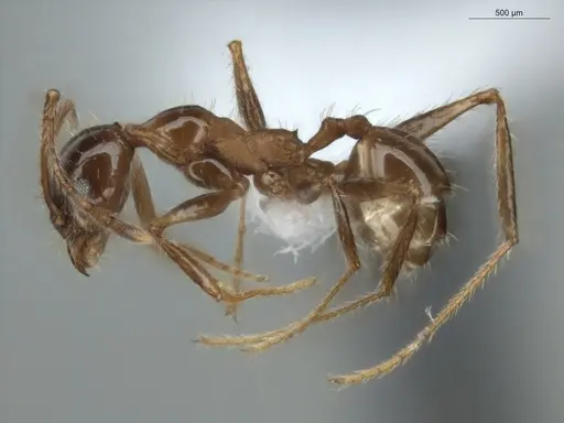 Pheidole jelskii - ECOFOG-OI17-0005-07