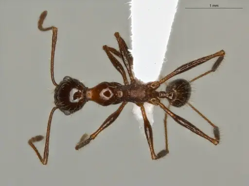 Pheidole jelskii - ECOFOG-OI17-0045-01