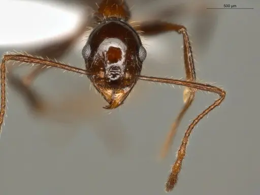 Pheidole jelskii - ECOFOG-OI17-0045-01