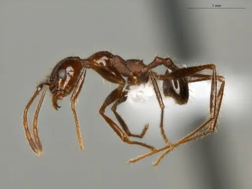 Pheidole jelskii - ECOFOG-OI17-0045-01