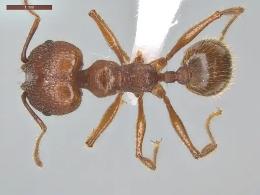 Pheidole jelskii - ECOFOG-PAT19-0066-14-S