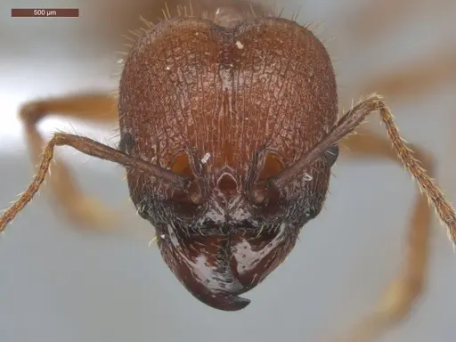 Pheidole jelskii - ECOFOG-PAT19-0066-14-S