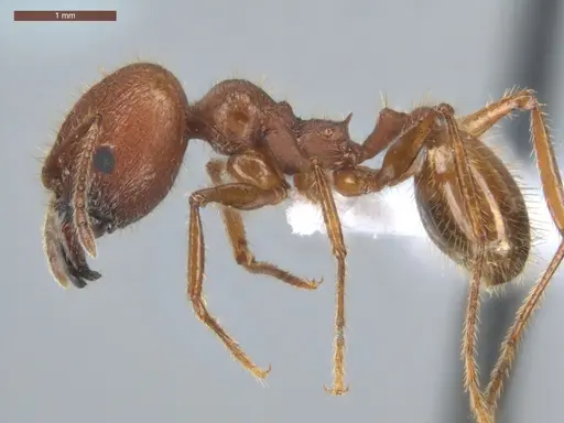 Pheidole jelskii - ECOFOG-PAT19-0066-14-S