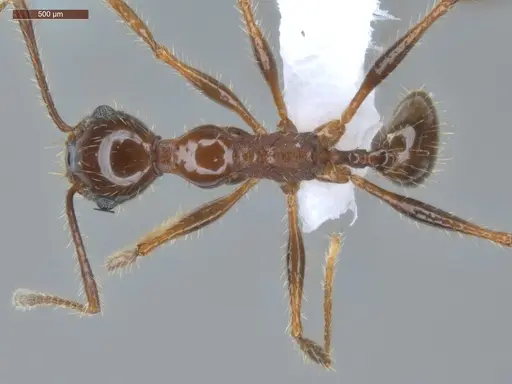 Pheidole jelskii - ECOFOG-PAT19-0066-14