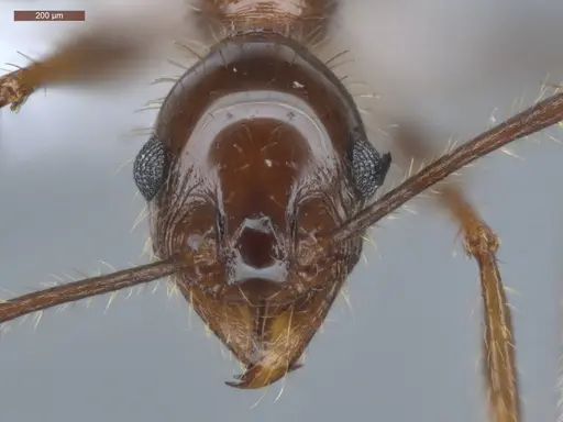 Pheidole jelskii - ECOFOG-PAT19-0066-14