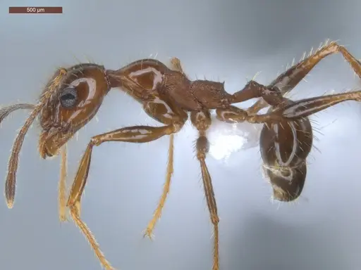 Pheidole jelskii - ECOFOG-PAT19-0066-14