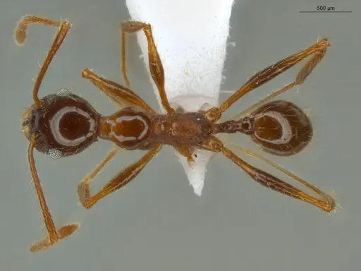 Pheidole jelskii - ECOFOG-SG17-0014-08