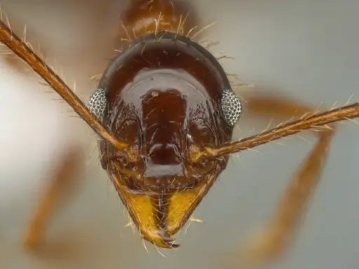 Pheidole jelskii - ECOFOG-SG17-0014-08