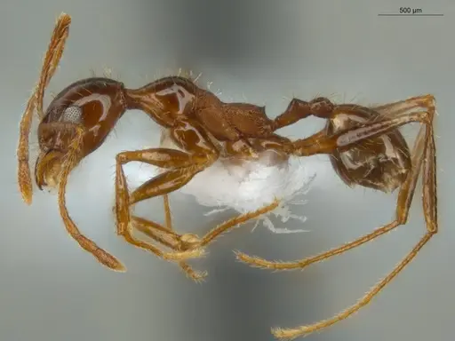 Pheidole jelskii - ECOFOG-SG17-0014-08