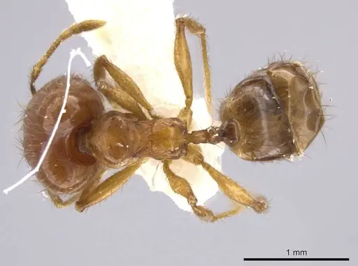Pheidole jivaro specimen
