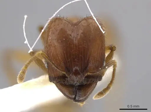 Pheidole jivaro specimen