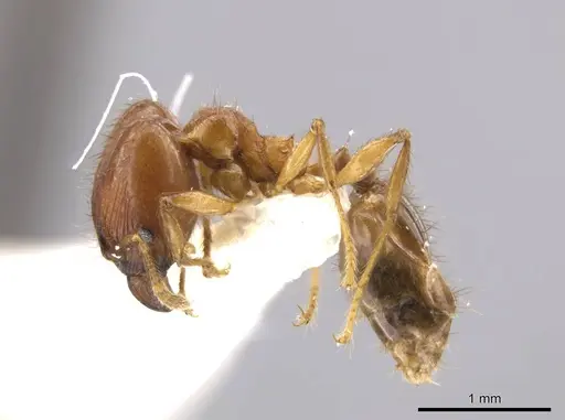 Pheidole jivaro specimen