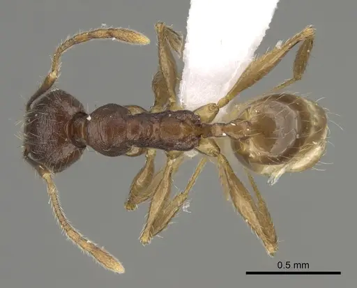 Pheidole joffreville specimen